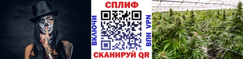 Бошки марихуана Amnesia Полевской